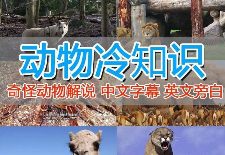 外面卖1699的国外纪录片解说（动物解说、美食、动画片）稳过中视频-优优资源网